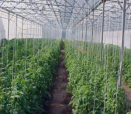 Invernador de Hidroalimentos